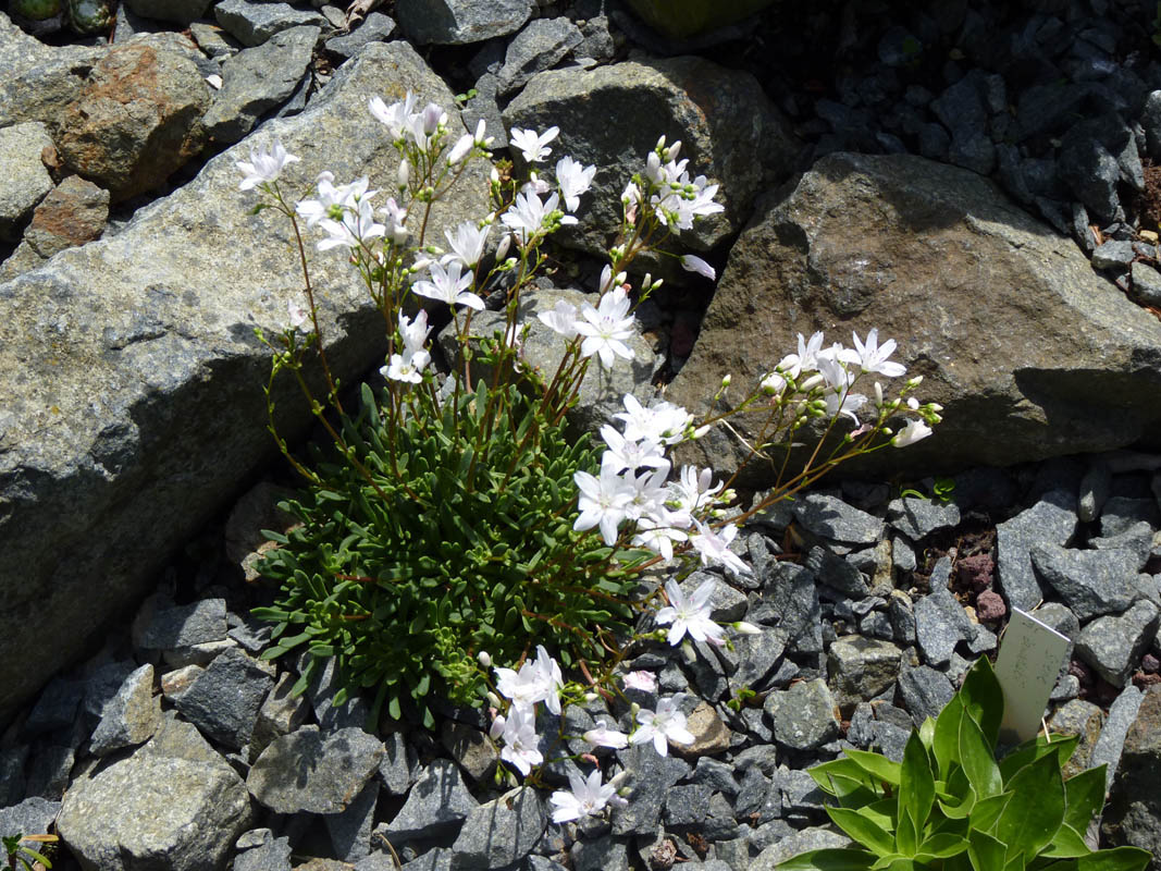 Lewisia columbiana 'Alba' photo